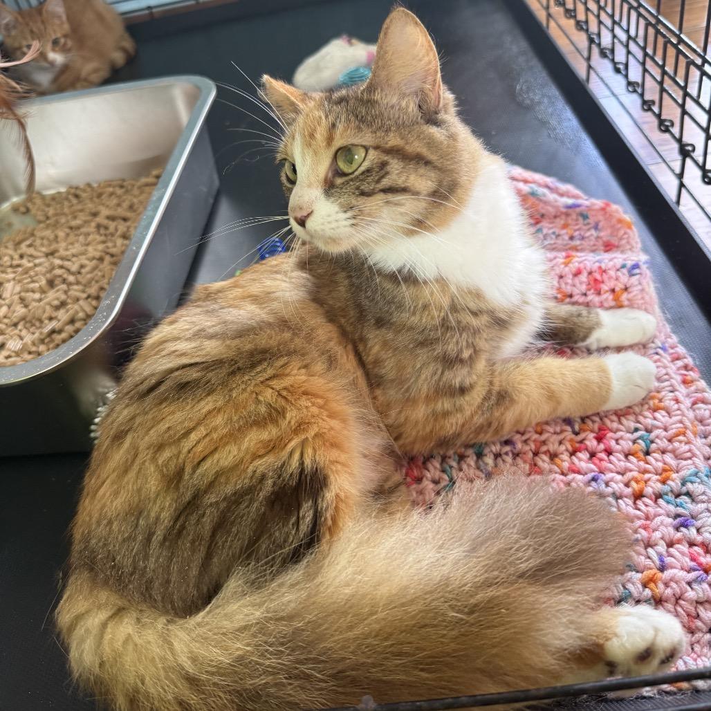 Enlarge Sentinel, a Adoptable Domestic Medium Hair in Pahoa, HI image 5/6