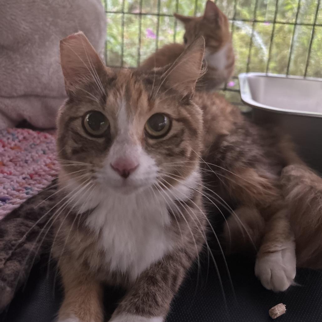 Enlarge Sentinel, a Adoptable Domestic Medium Hair in Pahoa, HI image 6/6