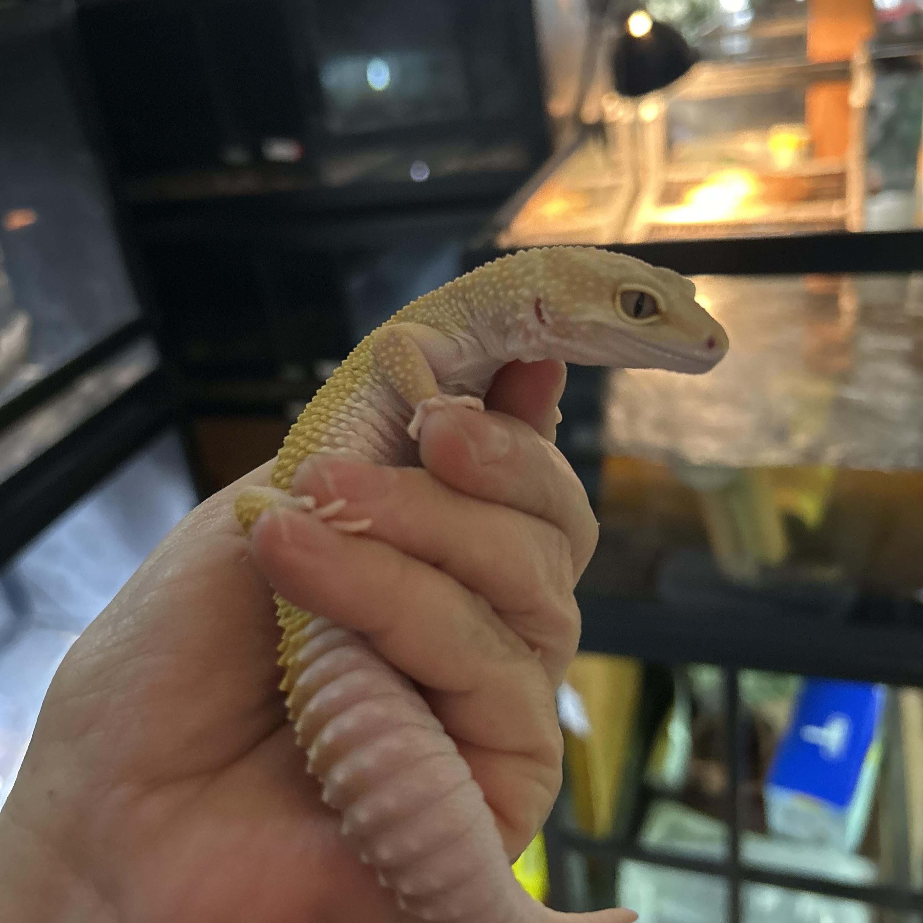 Enlarge Leopard Gecko, a Adoptable Gecko in Concord, CA image 2/2