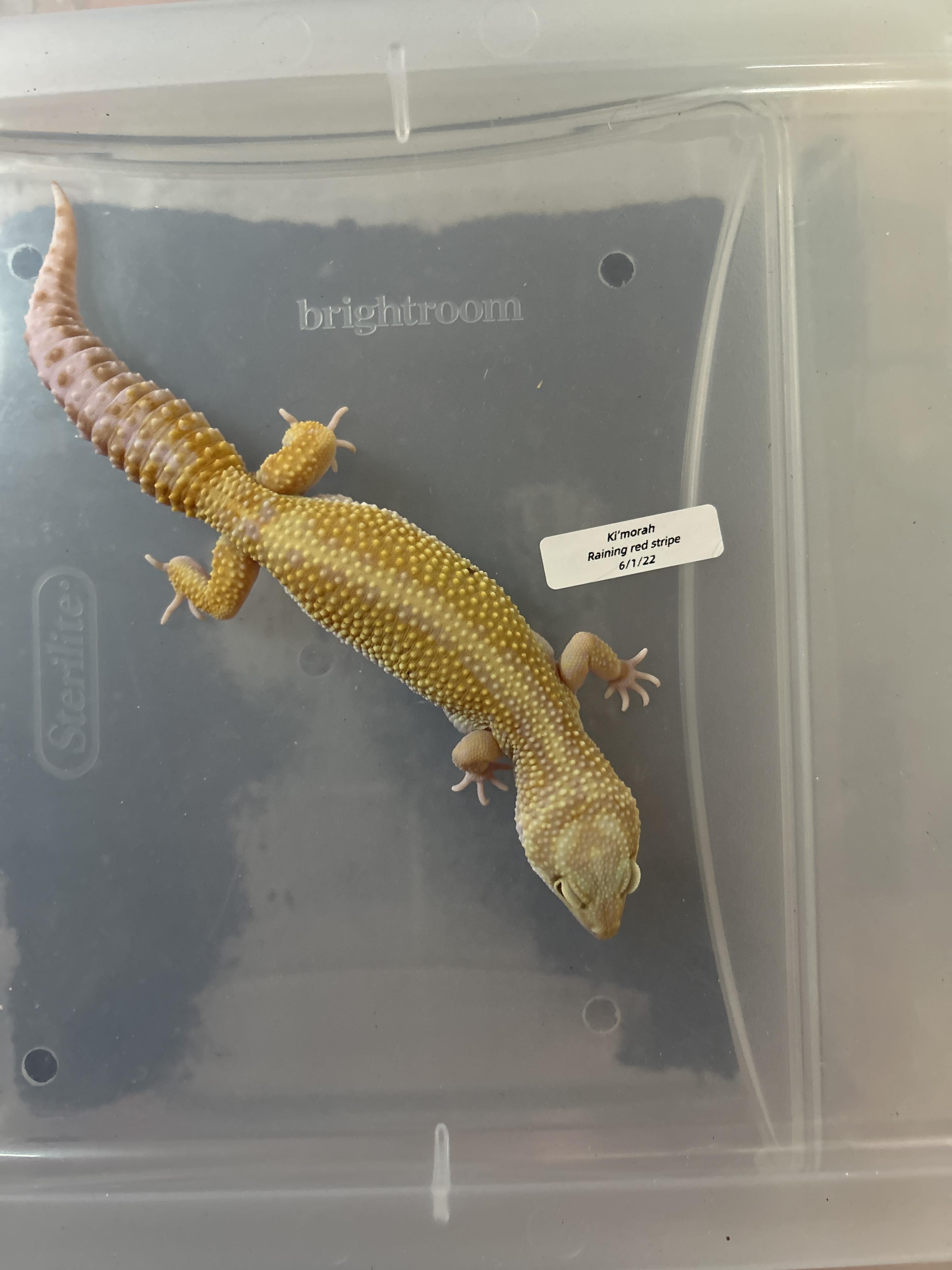 Enlarge Leopard Gecko, a Adoptable Gecko in Concord, CA image 1/2