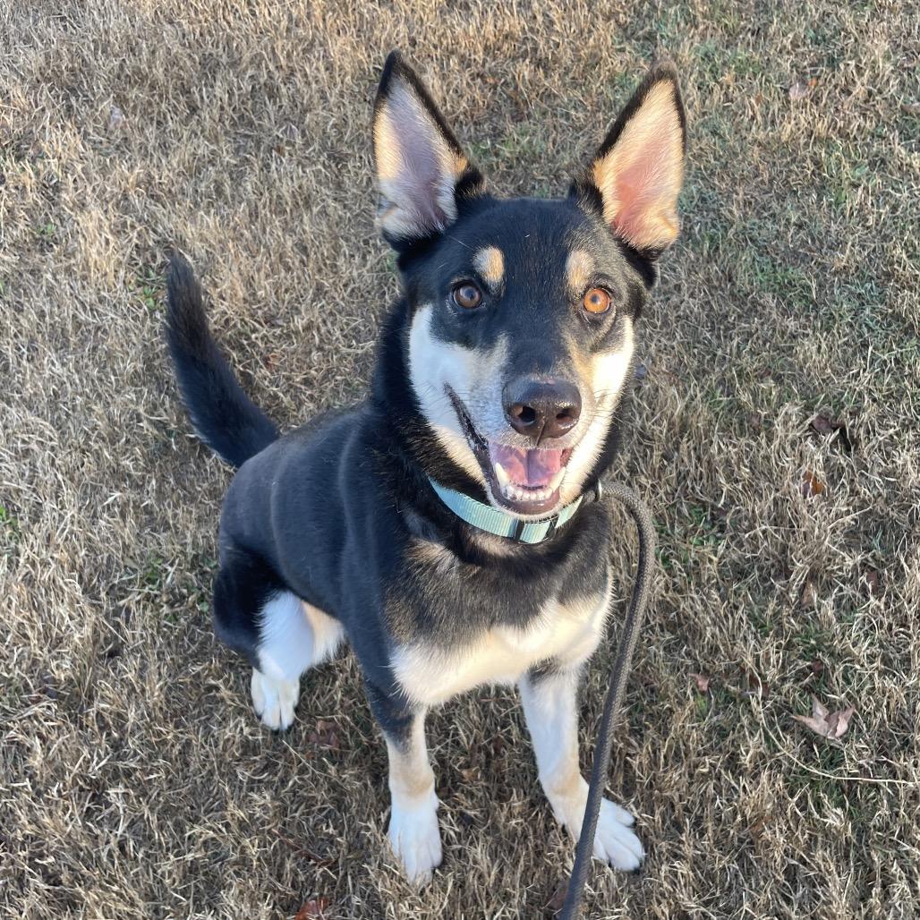 Bruno Mars, Adoptable, Adult Male Husky & Mixed Breed.