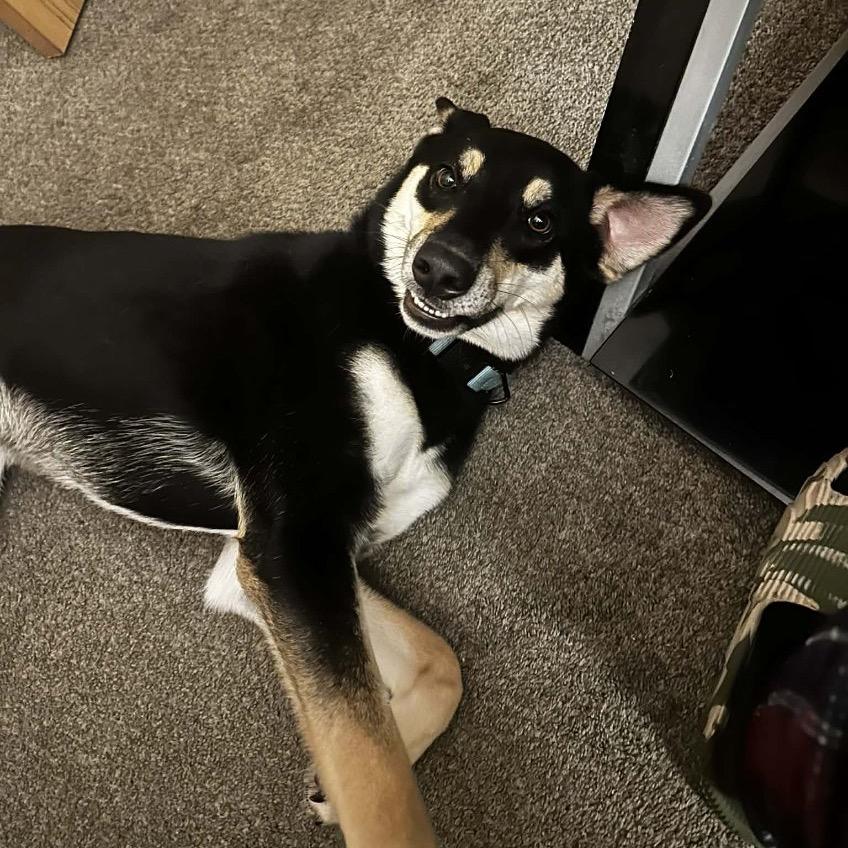 Bruno Mars, a Adoptable mixed breed in Springfield, MO image 2/6
