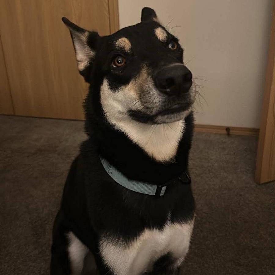 Bruno Mars, a Adoptable mixed breed in Springfield, MO image 3/6