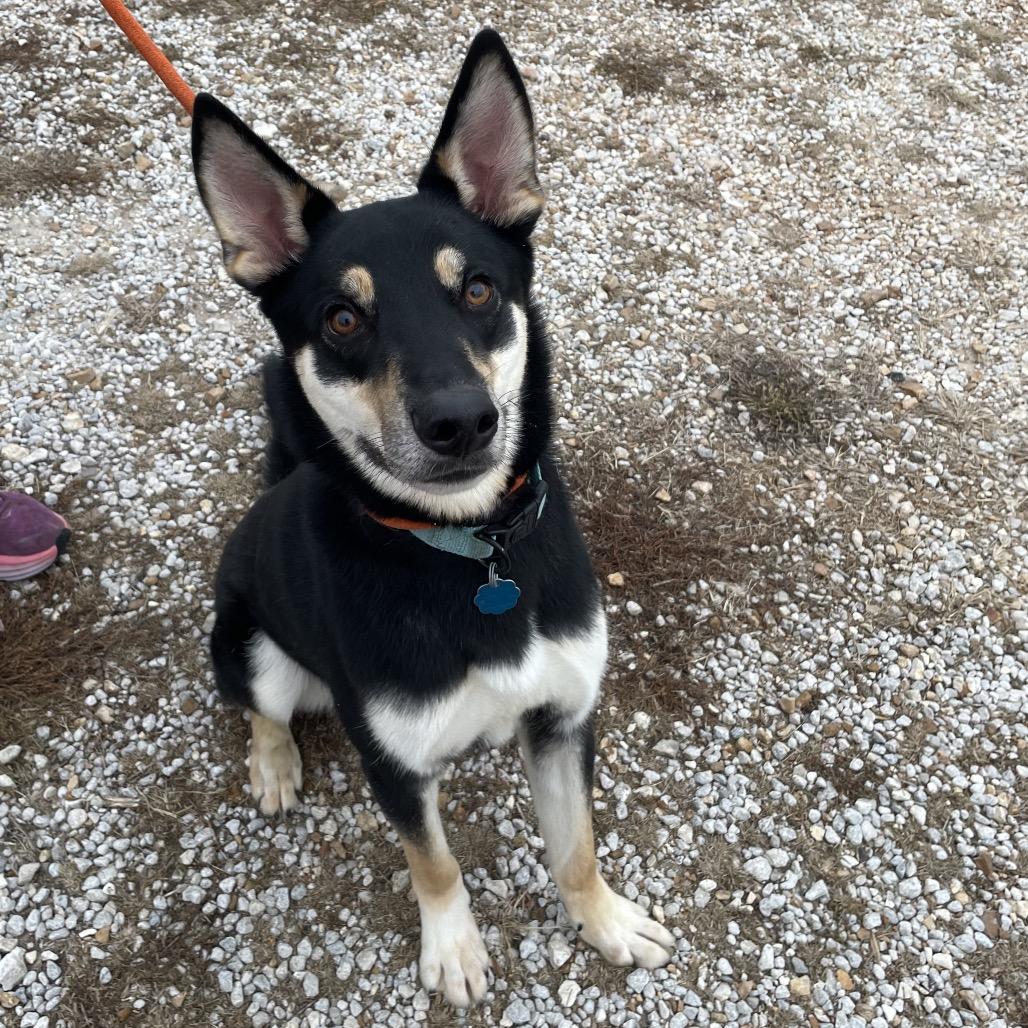 Bruno Mars, a Adoptable mixed breed in Springfield, MO image 4/6