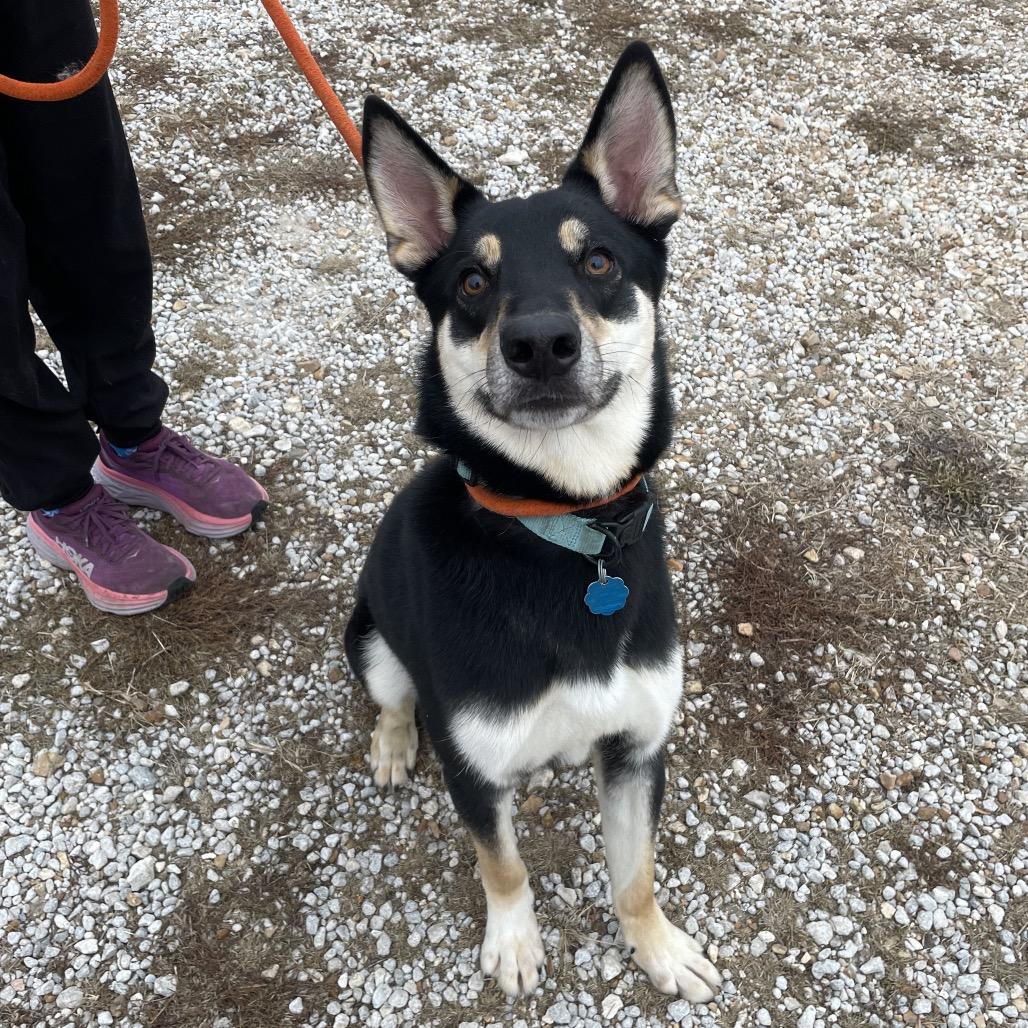 Bruno Mars, a Adoptable mixed breed in Springfield, MO image 5/6