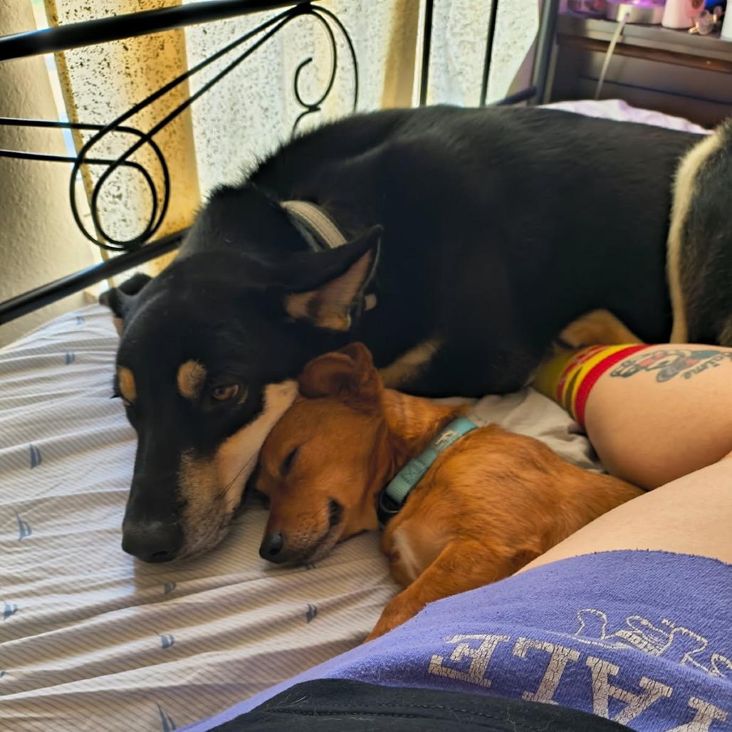 Bruno Mars, a Adoptable mixed breed in Springfield, MO image 6/6