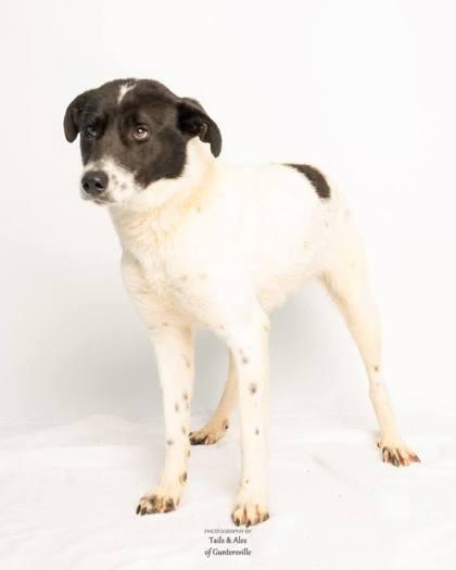 Enlarge Perdita, a Adoptable mixed breed in Guntersville, AL image 1/1