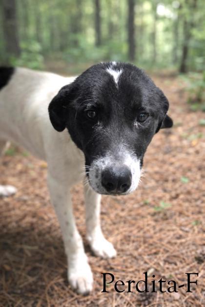 Perdita, Adoptable, Adult Female Mixed Breed & Mixed Breed.
