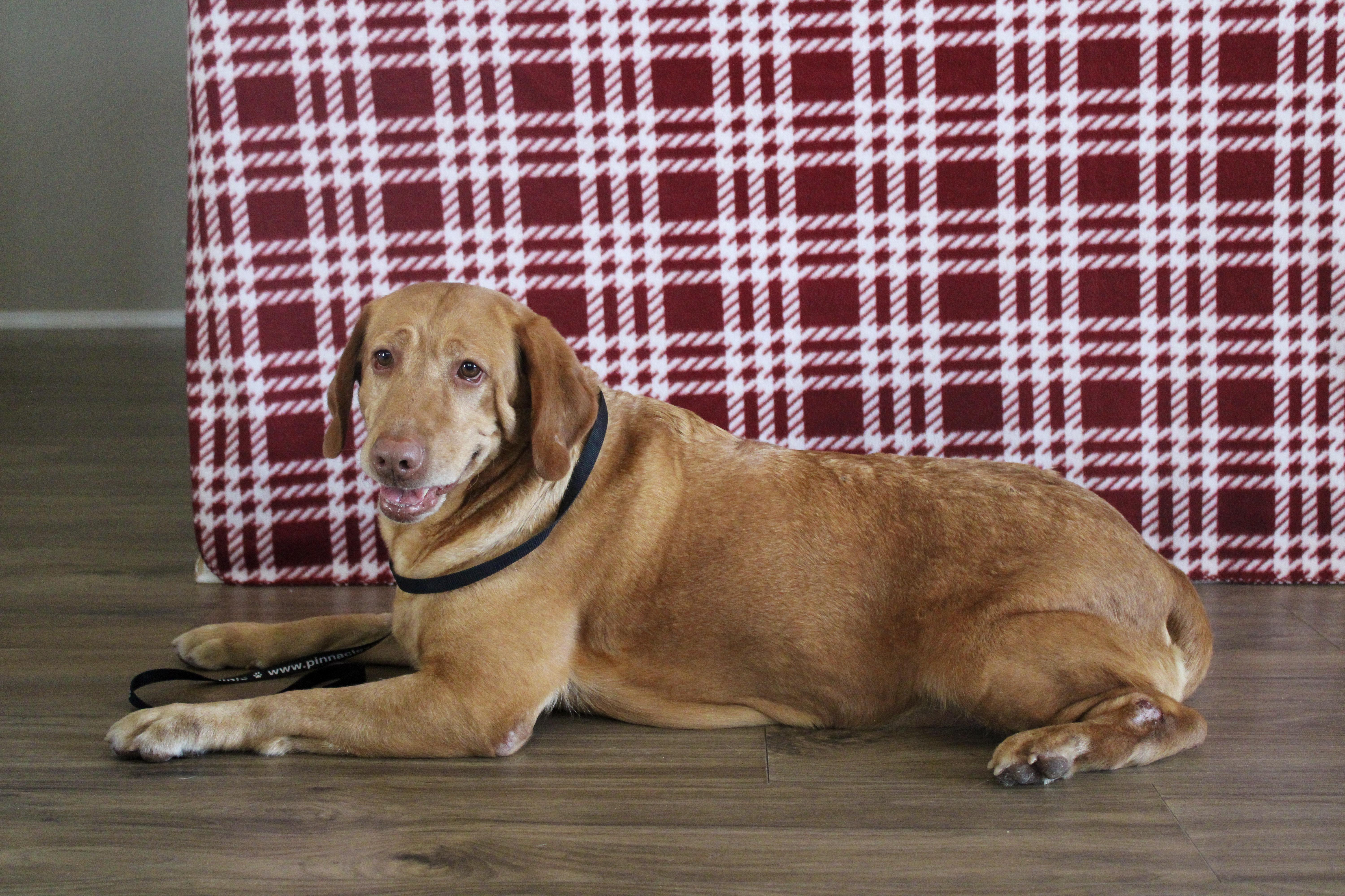 Babe, ADOPTABLE, Adult Female Labrador Retriever.