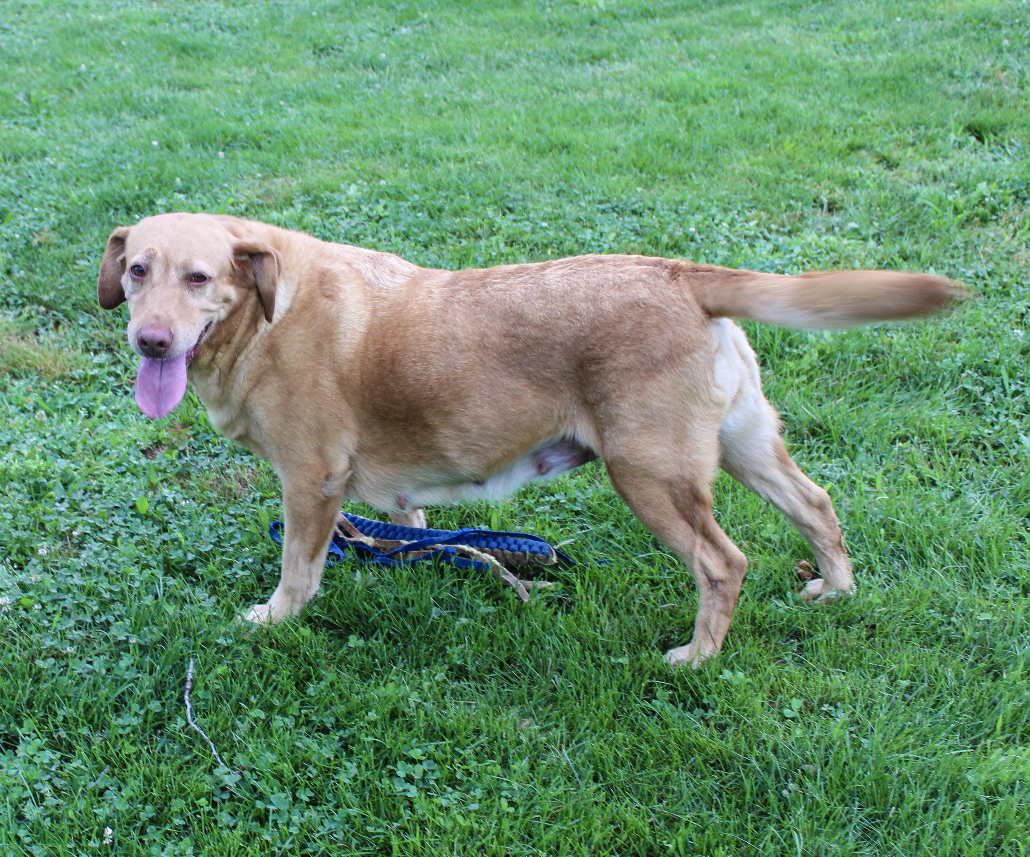 Babe, ADOPTABLE, Adult Female Labrador Retriever.