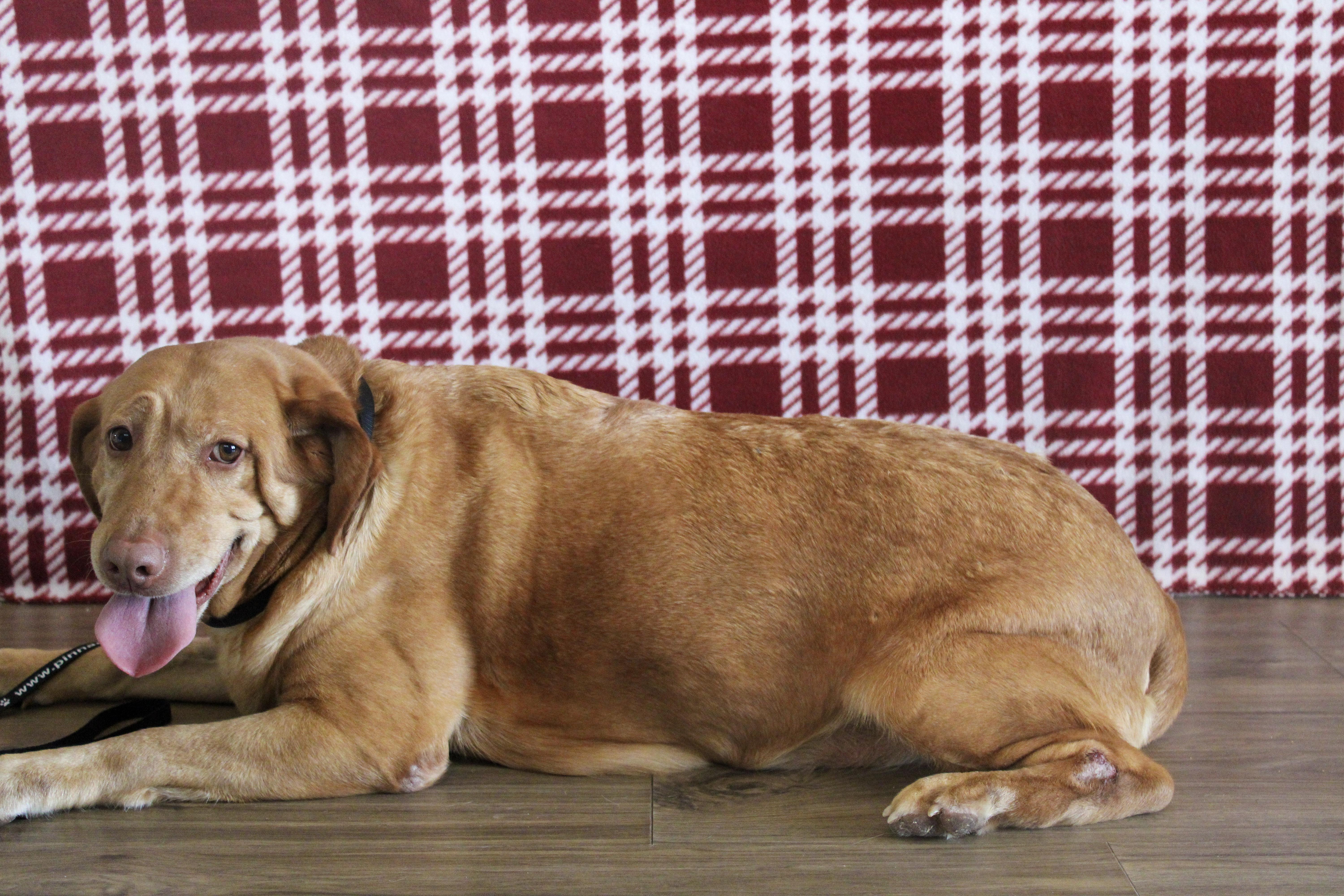 Enlarge Babe, a ADOPTABLE Labrador Retriever in Neosho, MO image 2/2