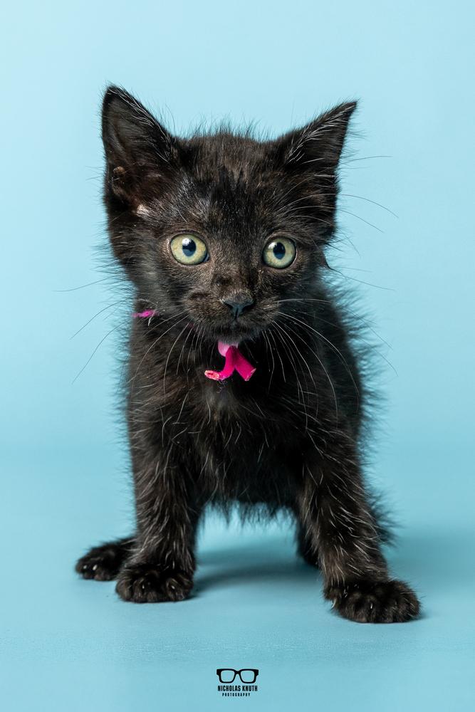 Fava, Adoptable, Kitten Female Domestic Medium Hair.