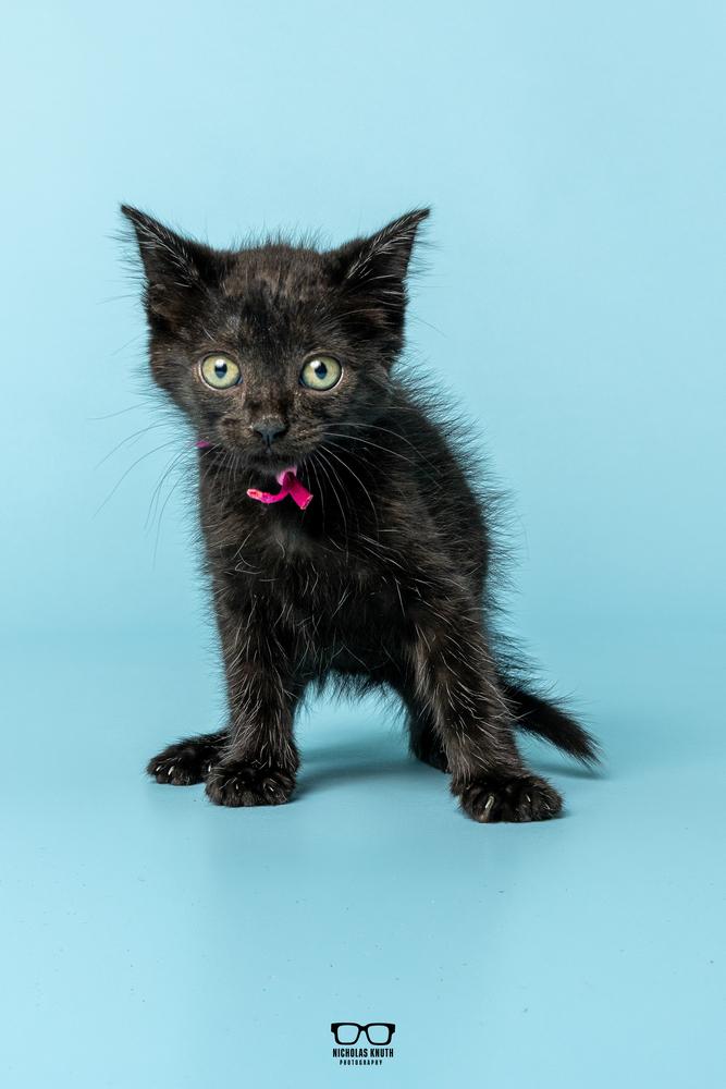 Enlarge Fava, a Adoptable Domestic Medium Hair in Palatine, IL image 2/4