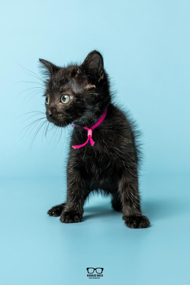 Enlarge Fava, a Adoptable Domestic Medium Hair in Palatine, IL image 3/4