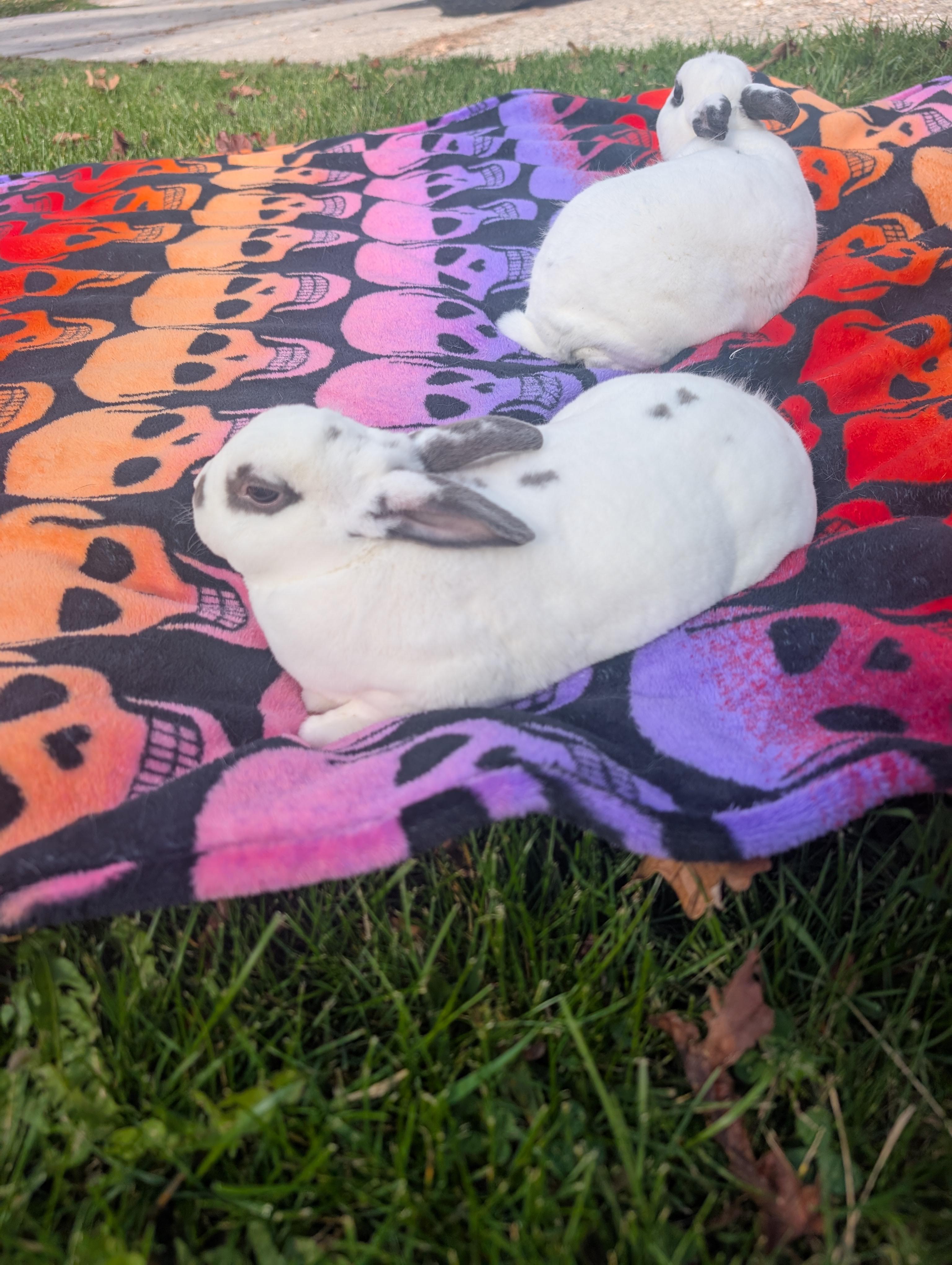 Enlarge Casper & Finn, a Adoptable Dwarf in Merrill, MI image 2/5