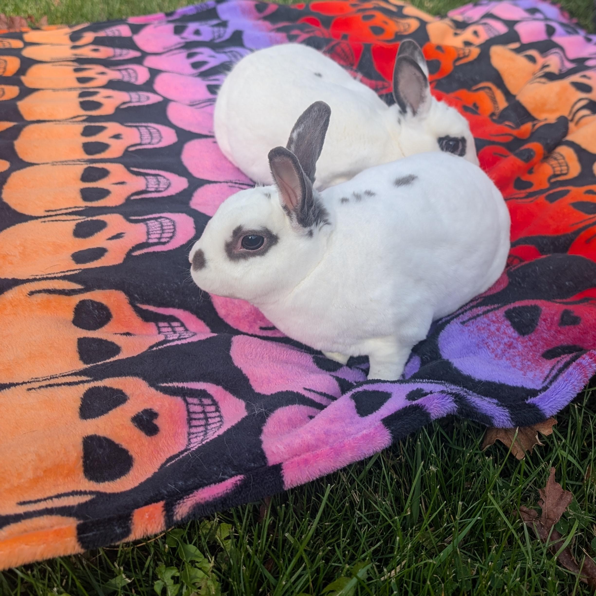 Casper & Finn, Adoptable, Adult Male Dwarf.