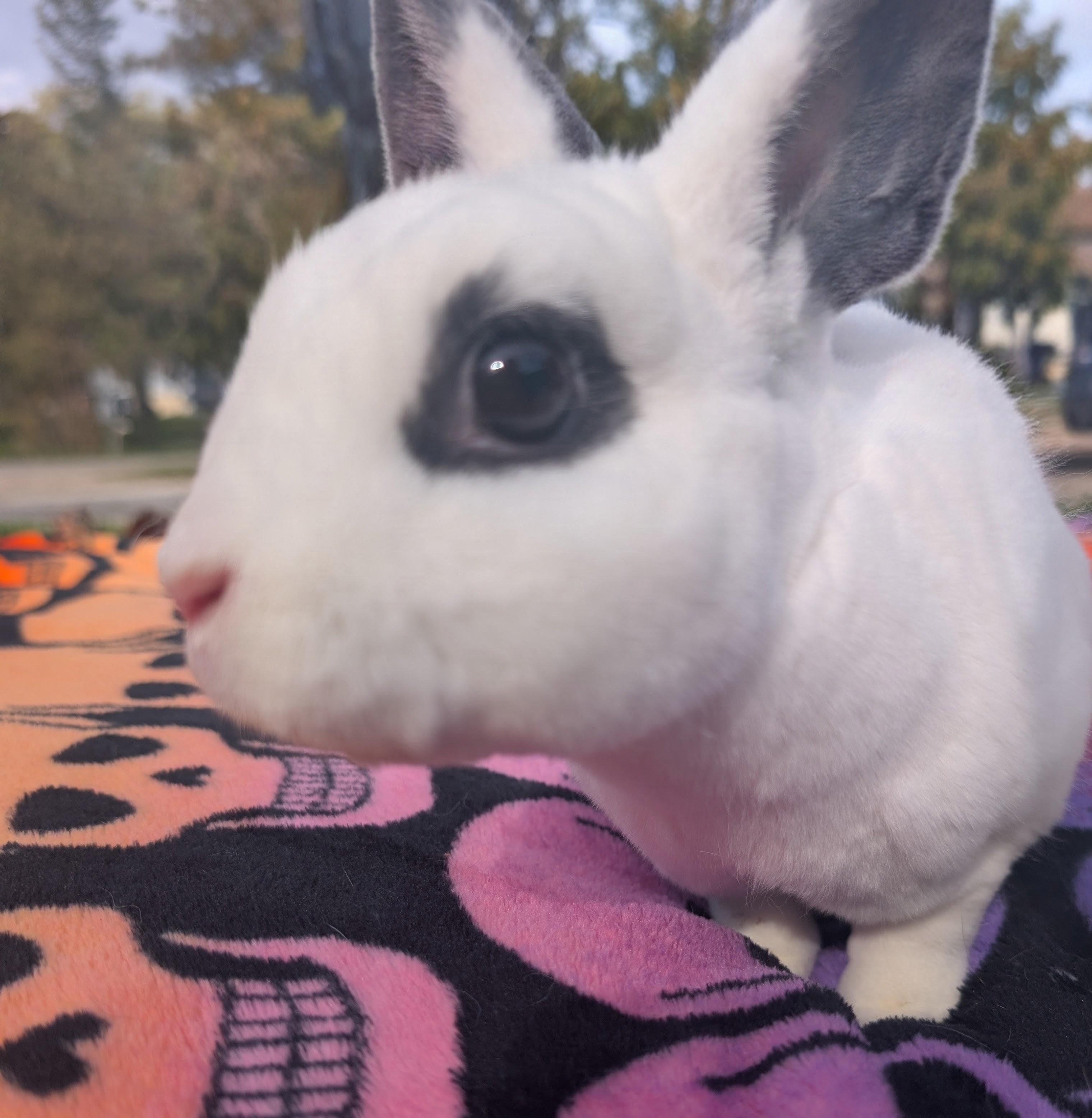 Enlarge Casper & Finn, a Adoptable Dwarf in Merrill, MI image 4/5