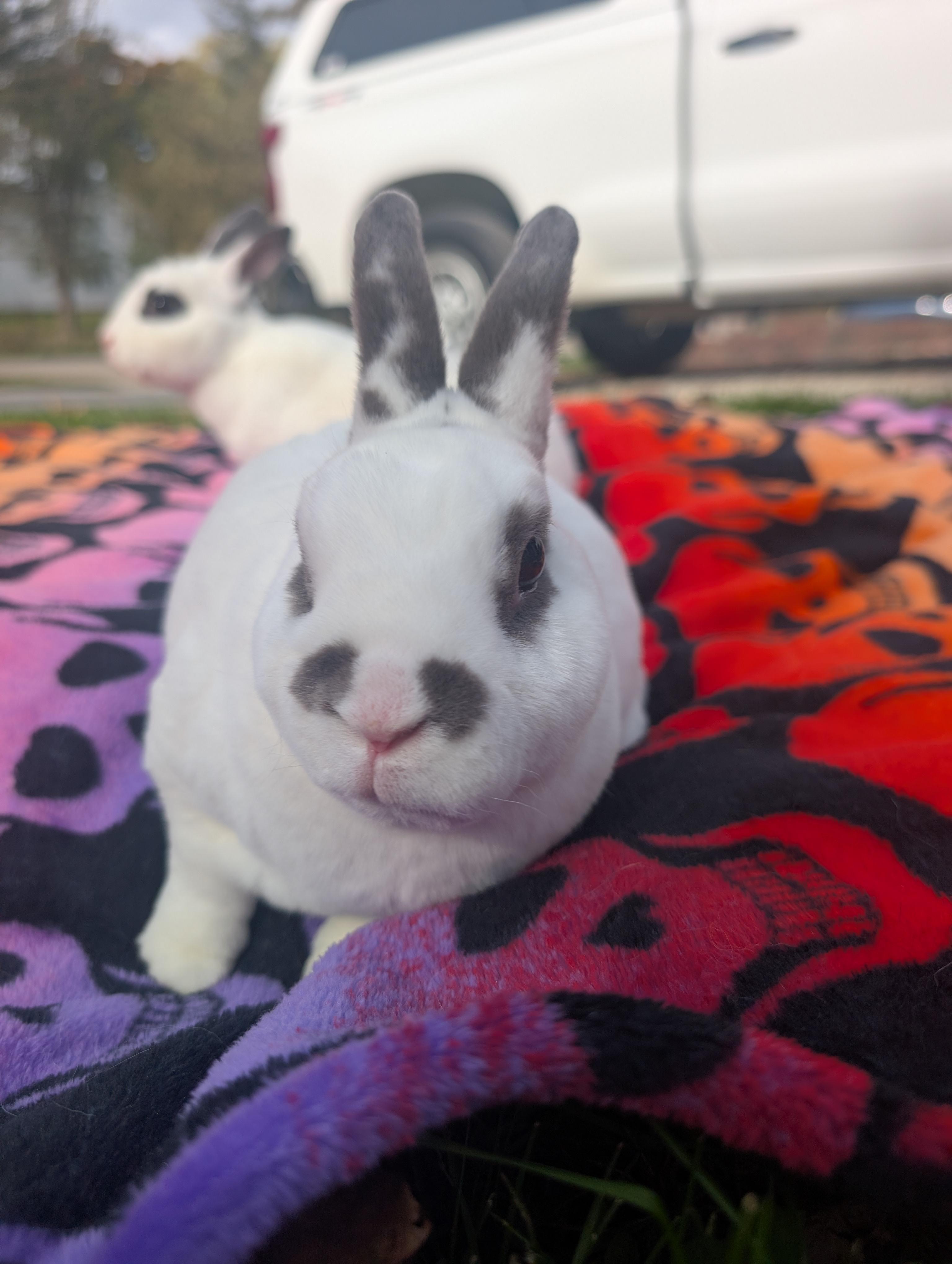 Enlarge Casper & Finn, a Adoptable Dwarf in Merrill, MI image 3/5