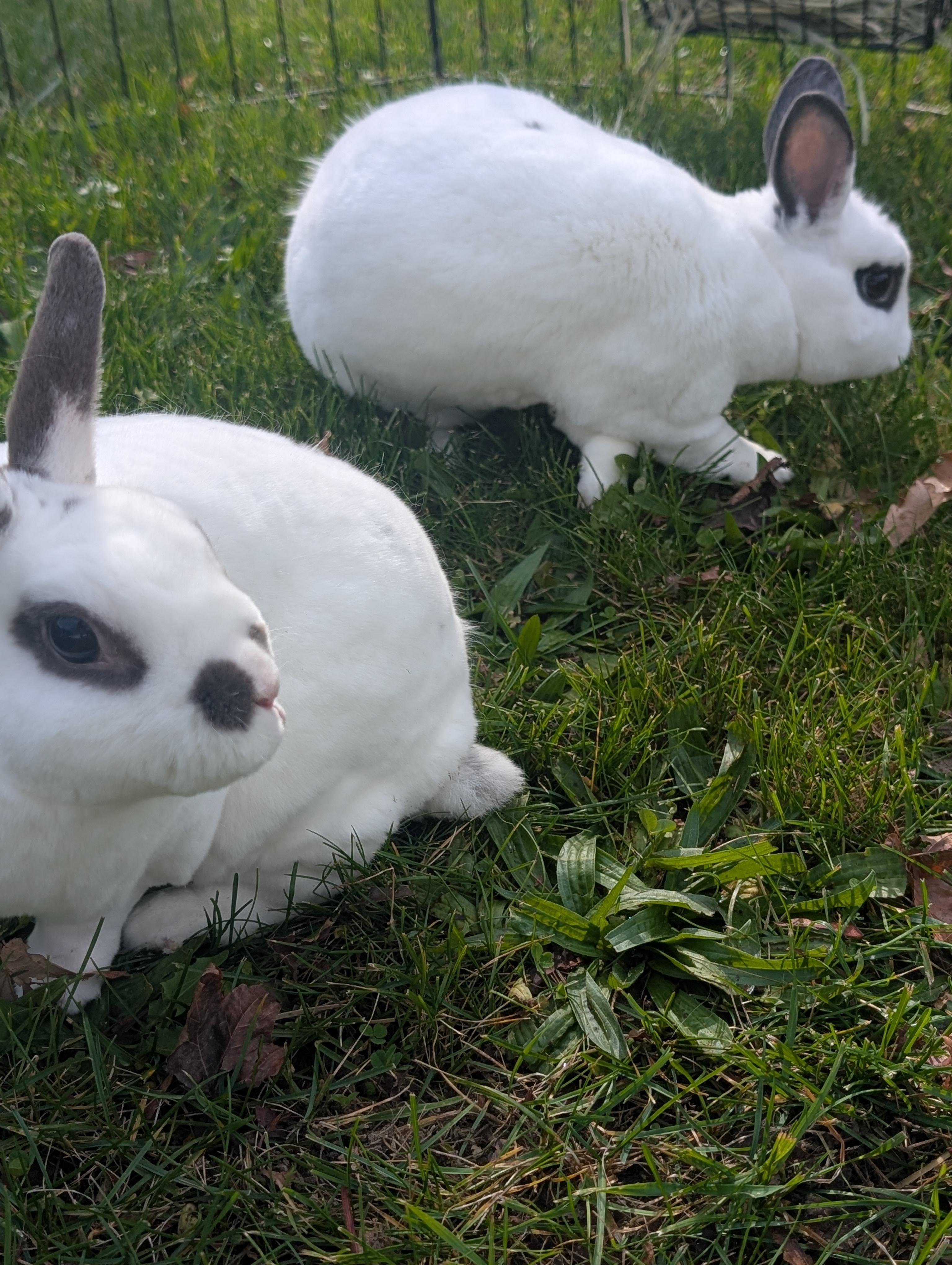 Enlarge Casper & Finn, a Adoptable Dwarf in Merrill, MI image 5/5