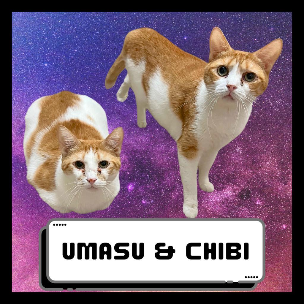 Chibi & Umasou, Adoptable, Adult Female Domestic Short Hair.