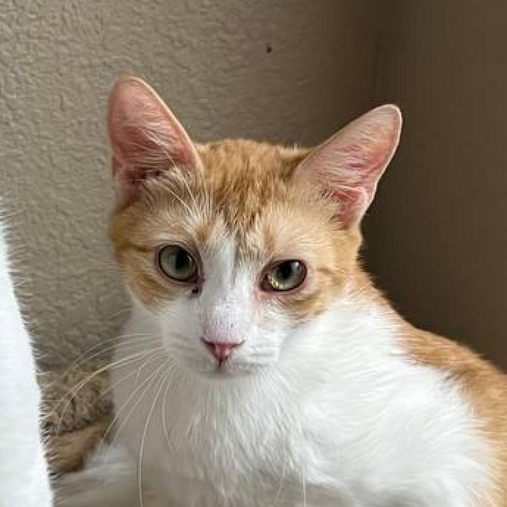 Enlarge Chibi & Umasou, a Adoptable Domestic Short Hair in Suisun City, CA image 2/2