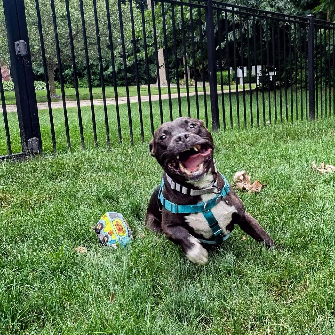 Rafiki, a Adoptable Pit Bull Terrier in Detroit, MI image 2/3