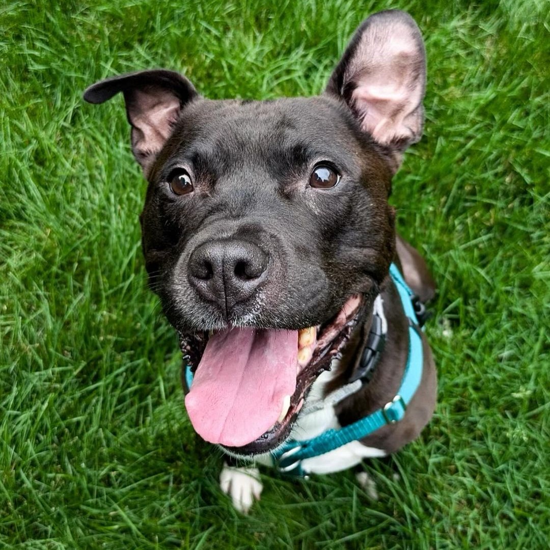 Rafiki, a Adoptable Pit Bull Terrier in Detroit, MI image 3/3