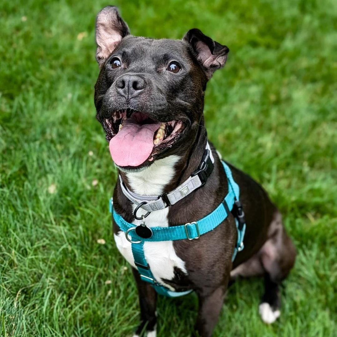 Rafiki, a Adoptable Pit Bull Terrier in Detroit, MI image 1/3