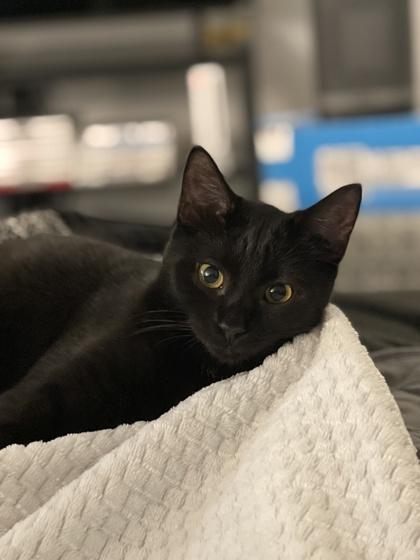 Enlarge Fancy, a Adoptable mixed breed in West Chester, PA image 1/3