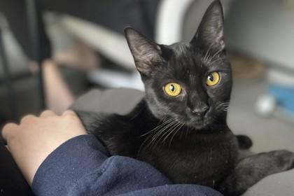 Enlarge Fancy, a Adoptable mixed breed in West Chester, PA image 2/3