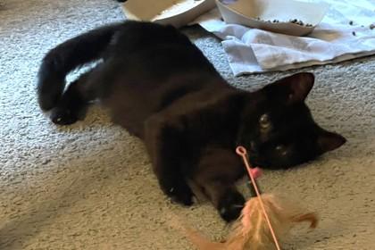 Enlarge Fancy, a Adoptable mixed breed in West Chester, PA image 3/3