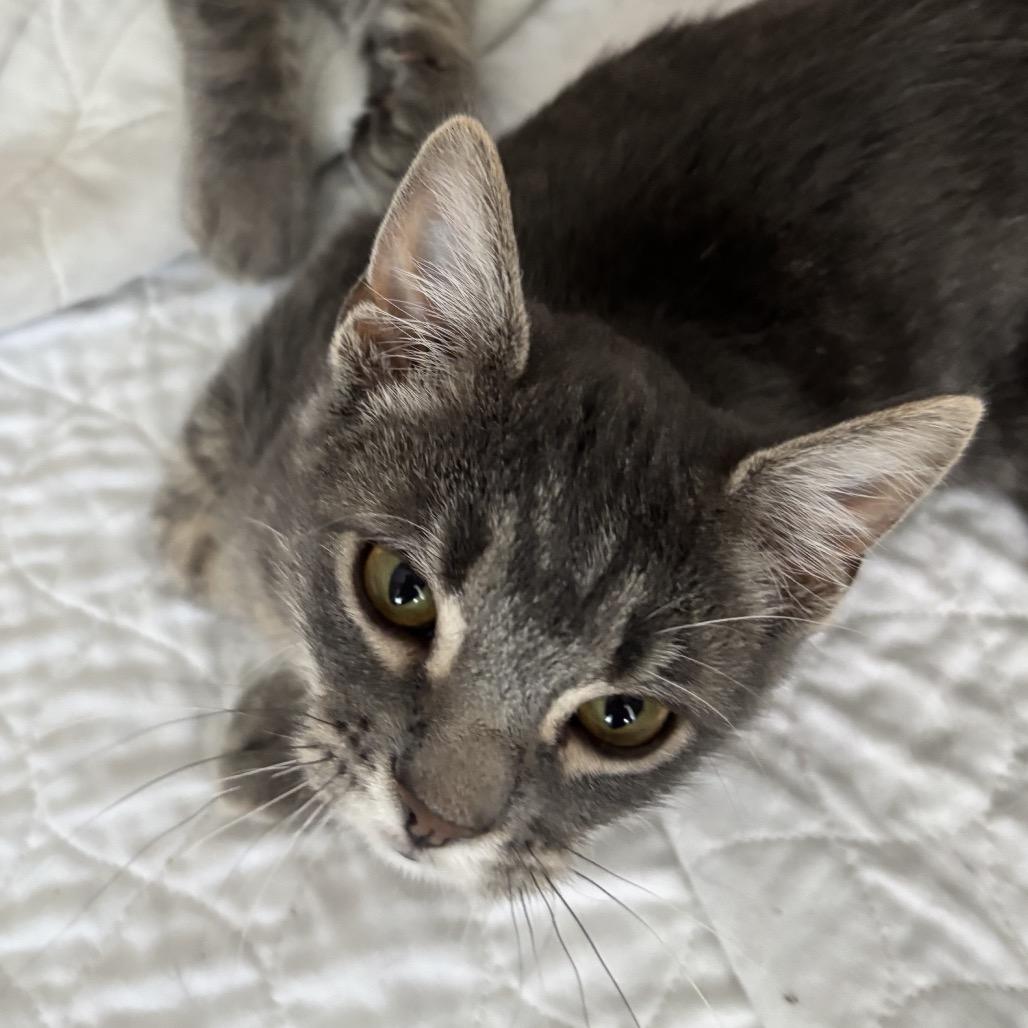 Enlarge Jules 1100Worley02, a Adoptable Domestic Short Hair in Columbia, MO image 1/1