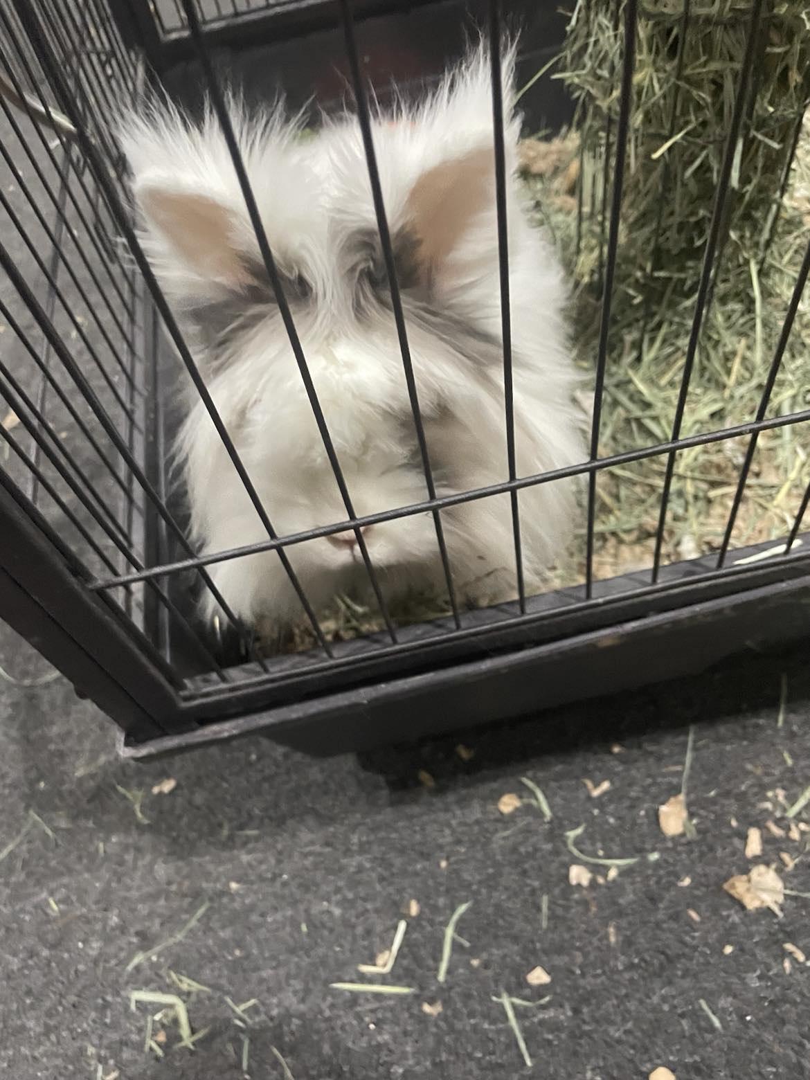 Enlarge Patches, a Adopted Lionhead in Midland, MI image 4/5