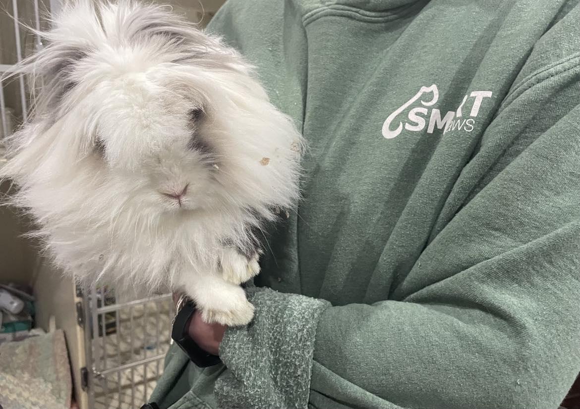 Enlarge Patches, a Adopted Lionhead in Midland, MI image 5/5