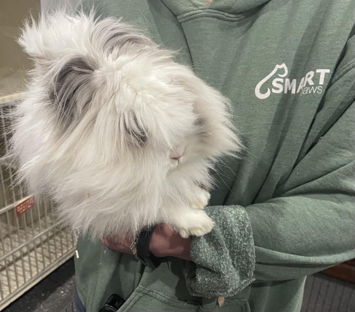 Enlarge Patches, a Adopted Lionhead in Midland, MI image 3/5