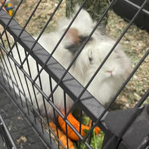 Enlarge Patches, a Adopted Lionhead in Midland, MI image 1/5