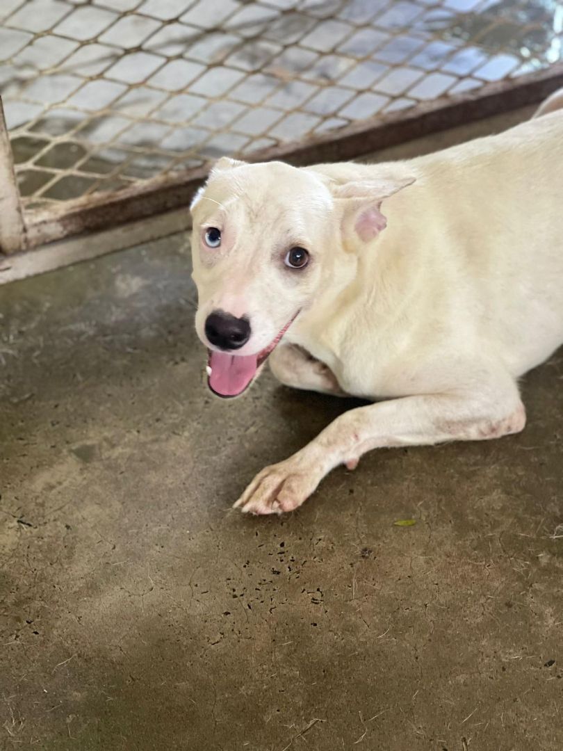 Ocean, Adoptable, Young Female Mixed Breed.