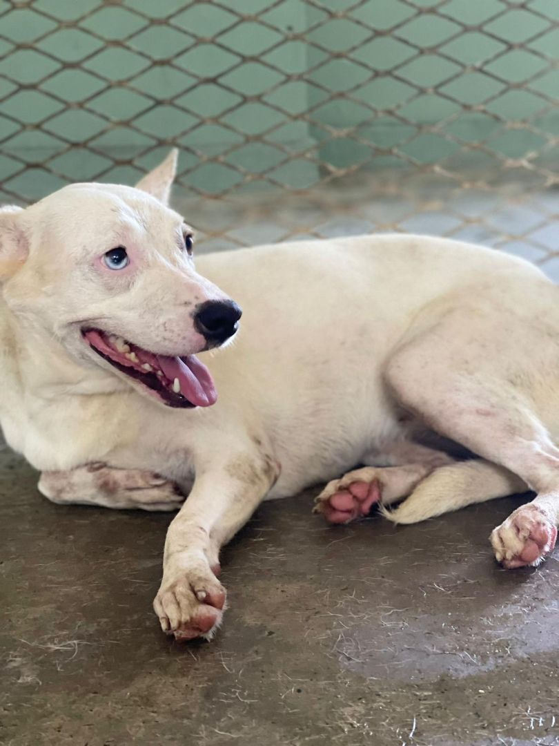 Ocean, a Adoptable mixed breed in San Juan, PR image 2/11