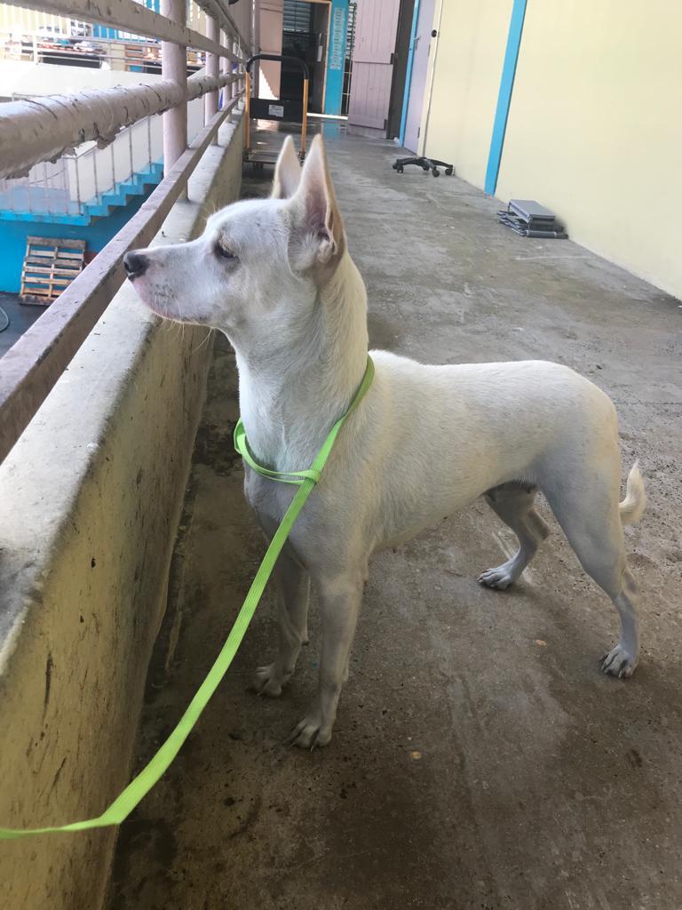 Ocean, a Adoptable mixed breed in San Juan, PR image 3/11