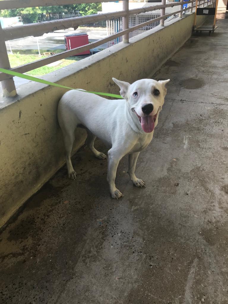 Ocean, a Adoptable mixed breed in San Juan, PR image 4/11