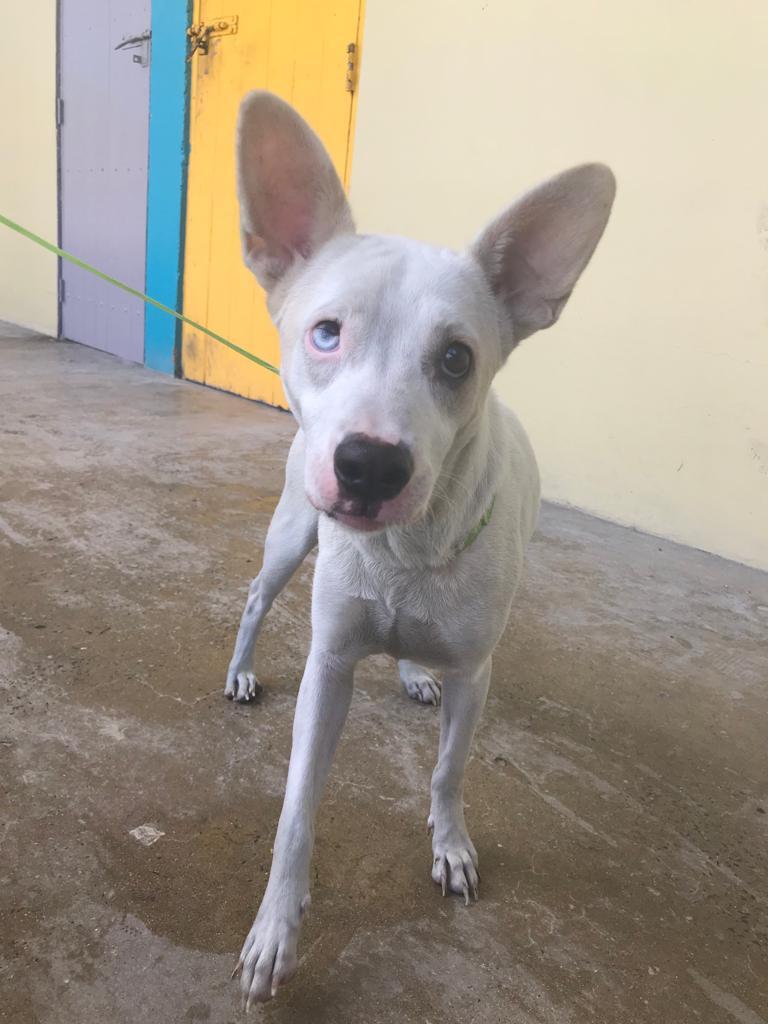 Ocean, a Adoptable mixed breed in San Juan, PR image 5/11