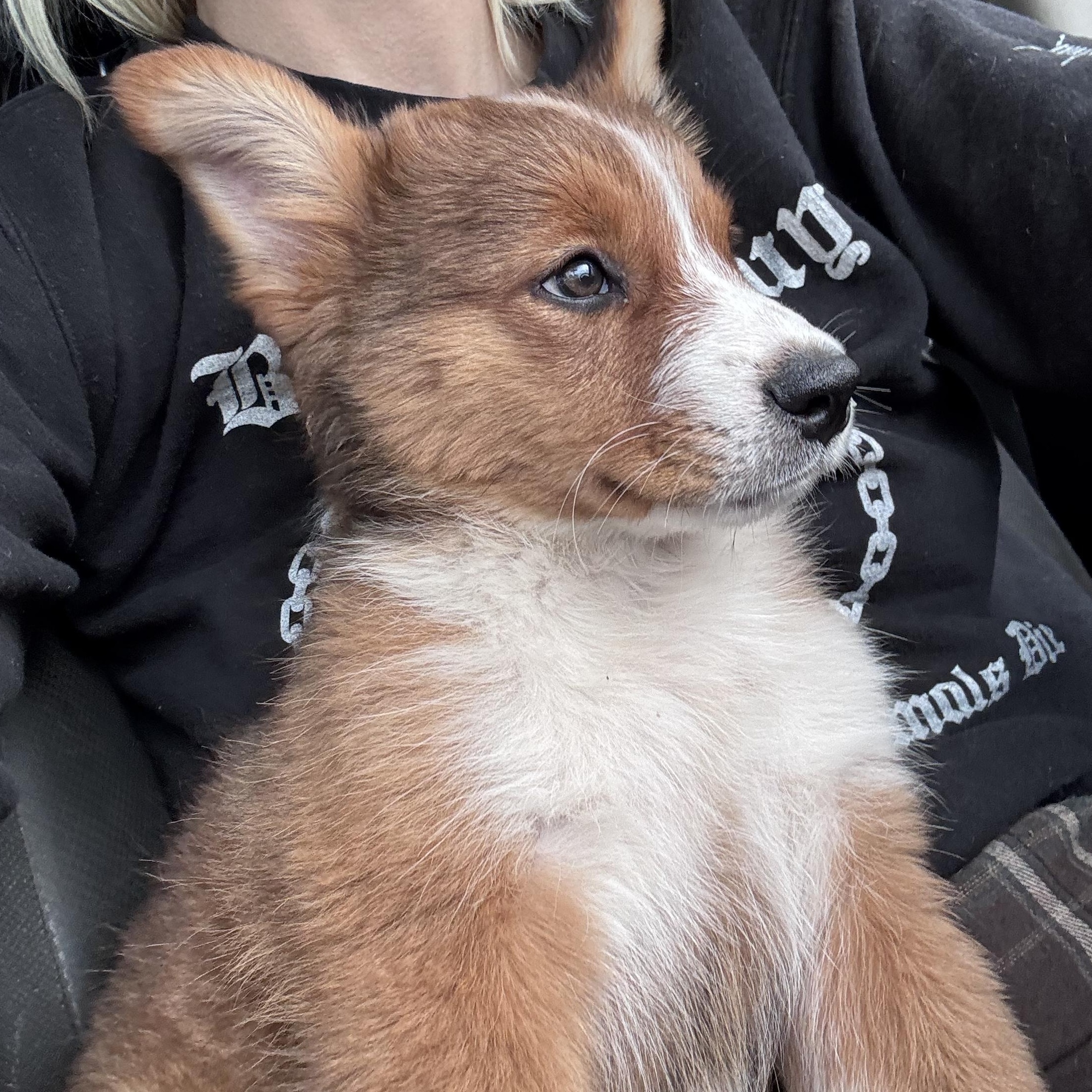 Enlarge Foxy, a Adoptable mixed breed in Whittier, CA image 4/5