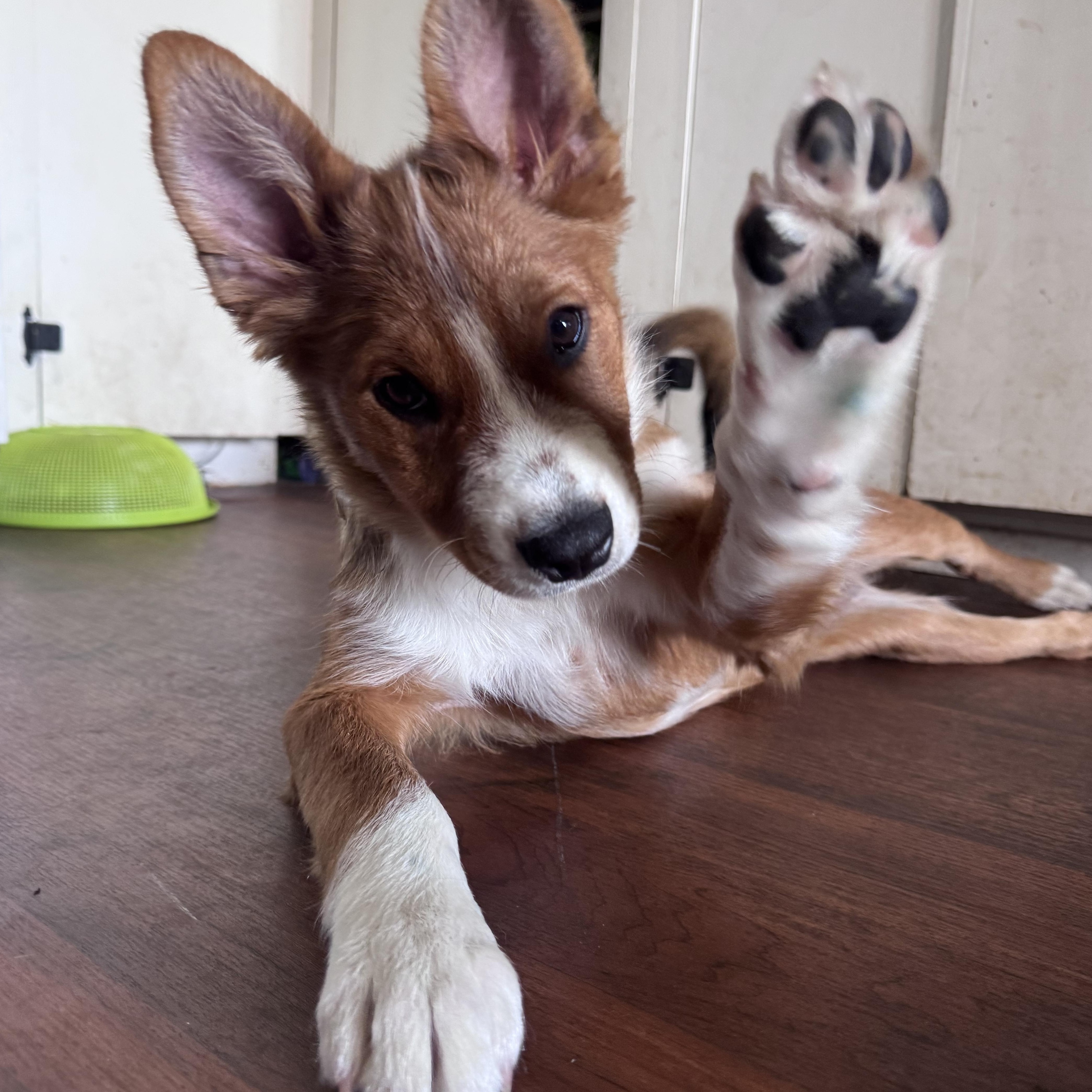 Enlarge Foxy, a Adoptable mixed breed in Whittier, CA image 5/5