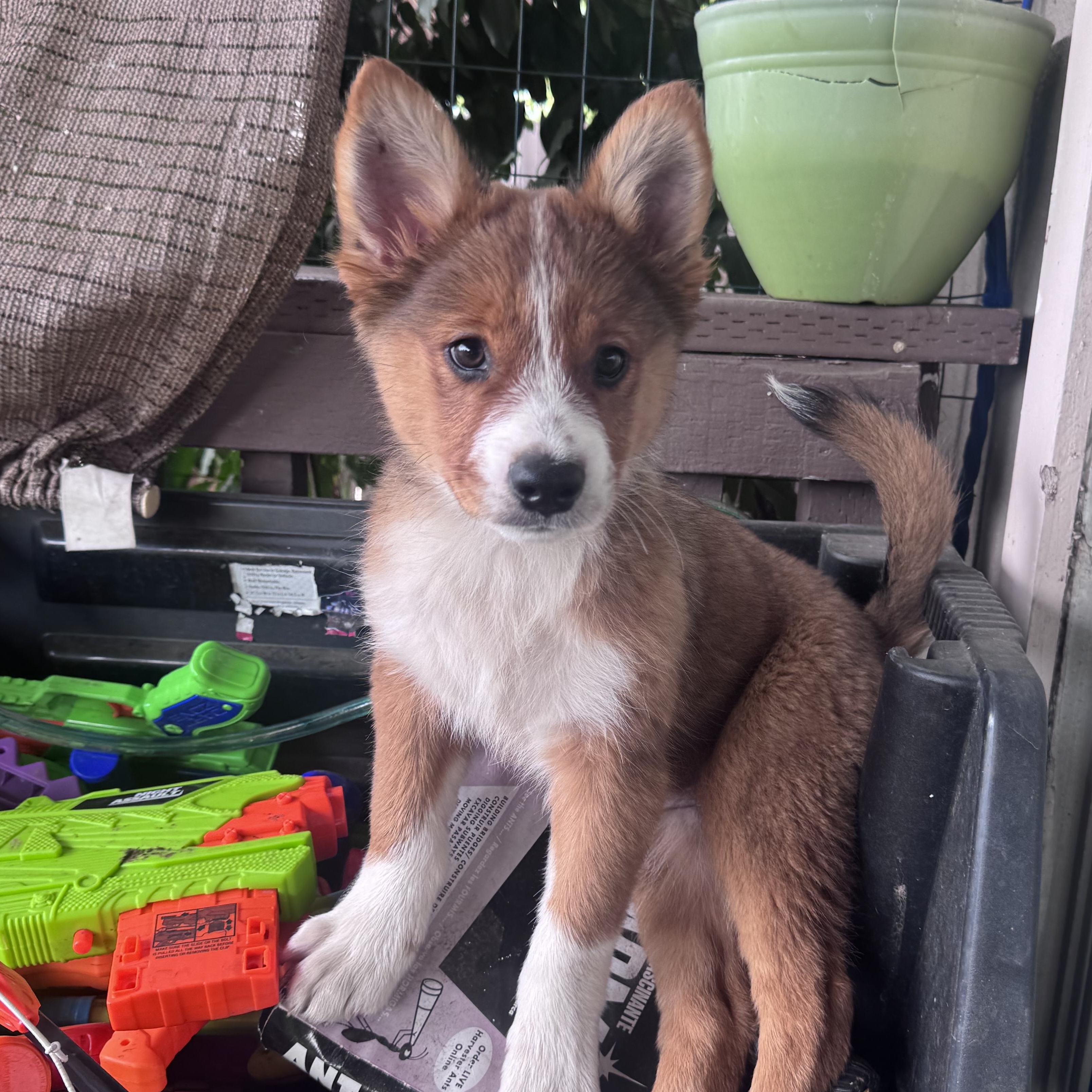 Enlarge Foxy, a Adoptable mixed breed in Whittier, CA image 3/5