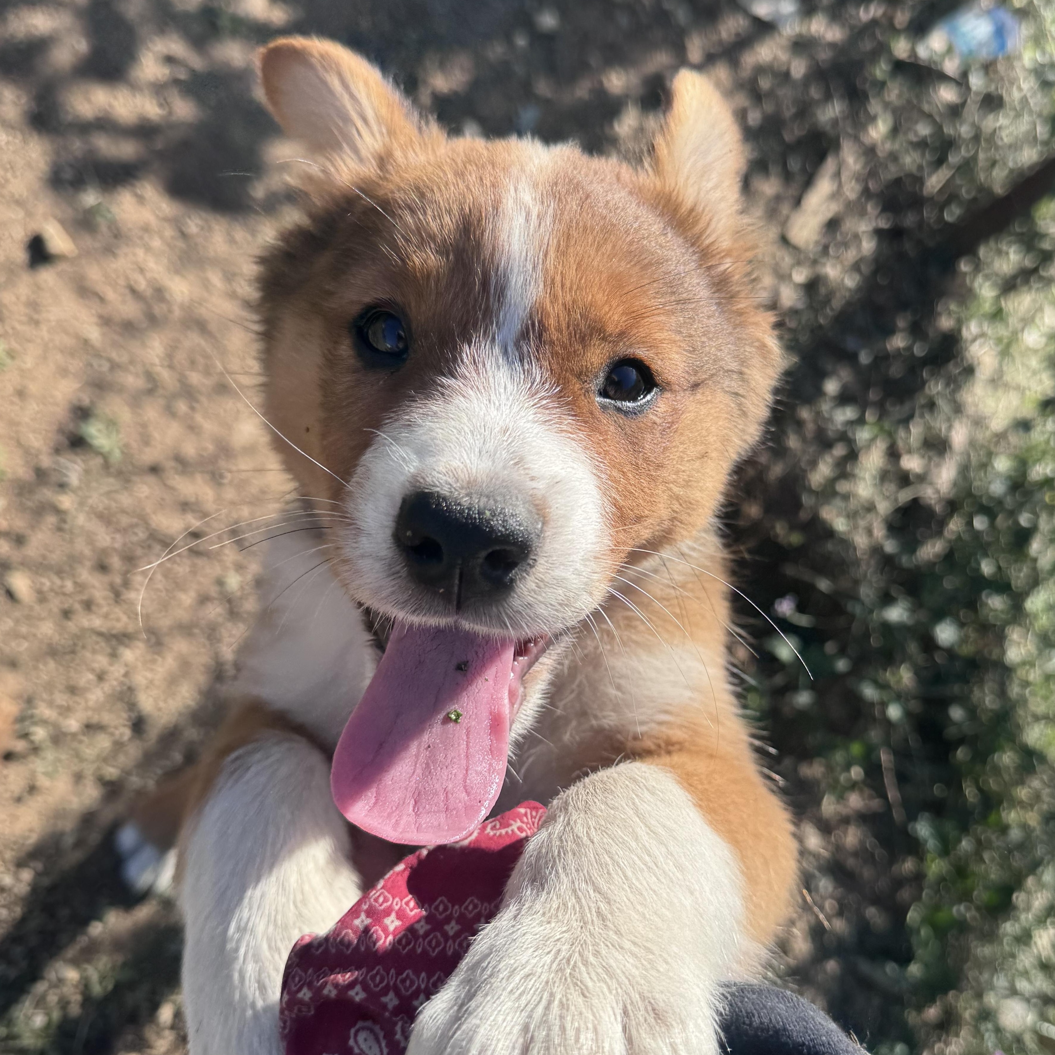 Enlarge Foxy, a Adoptable mixed breed in Whittier, CA image 2/5