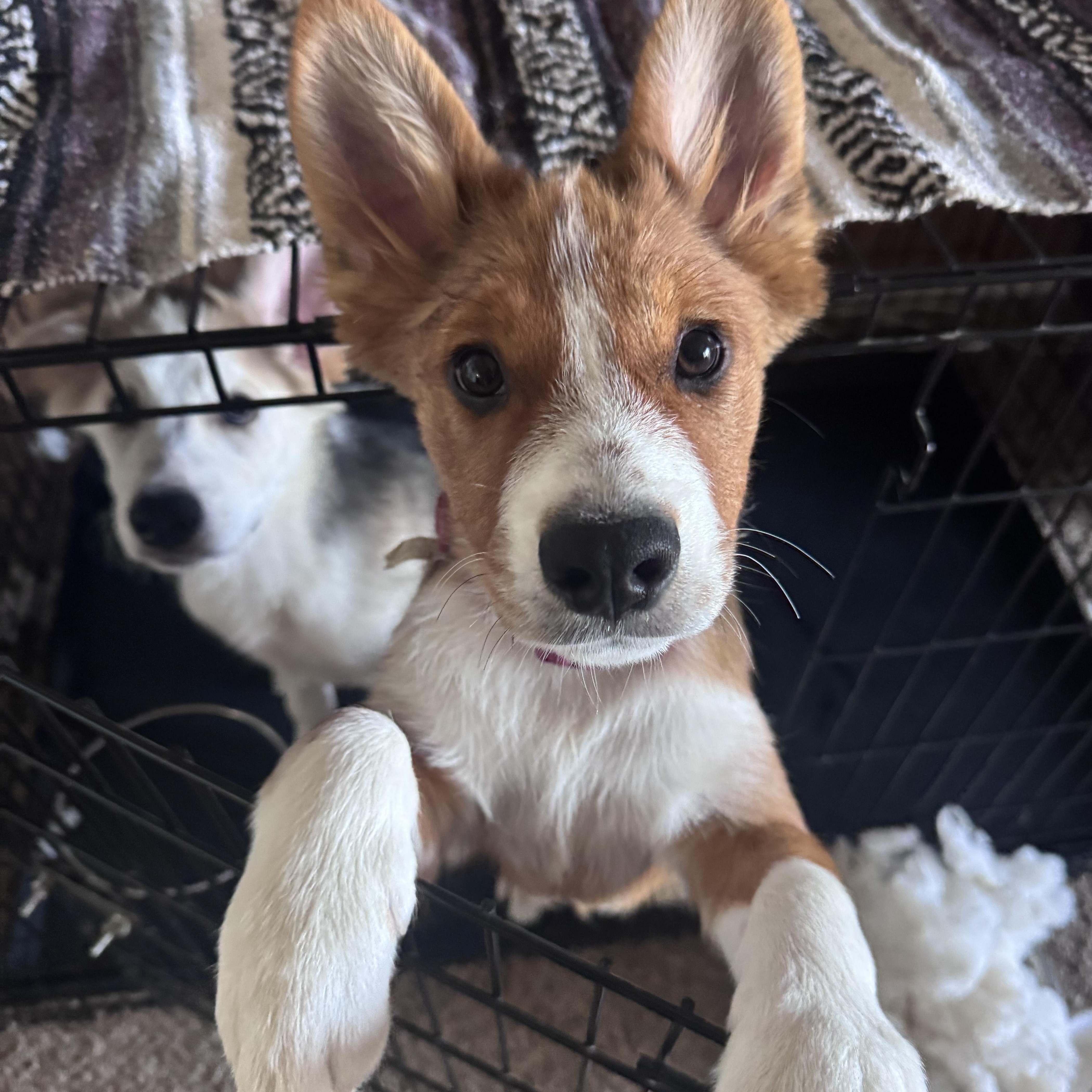 Enlarge Foxy, a Adoptable mixed breed in Whittier, CA image 1/5