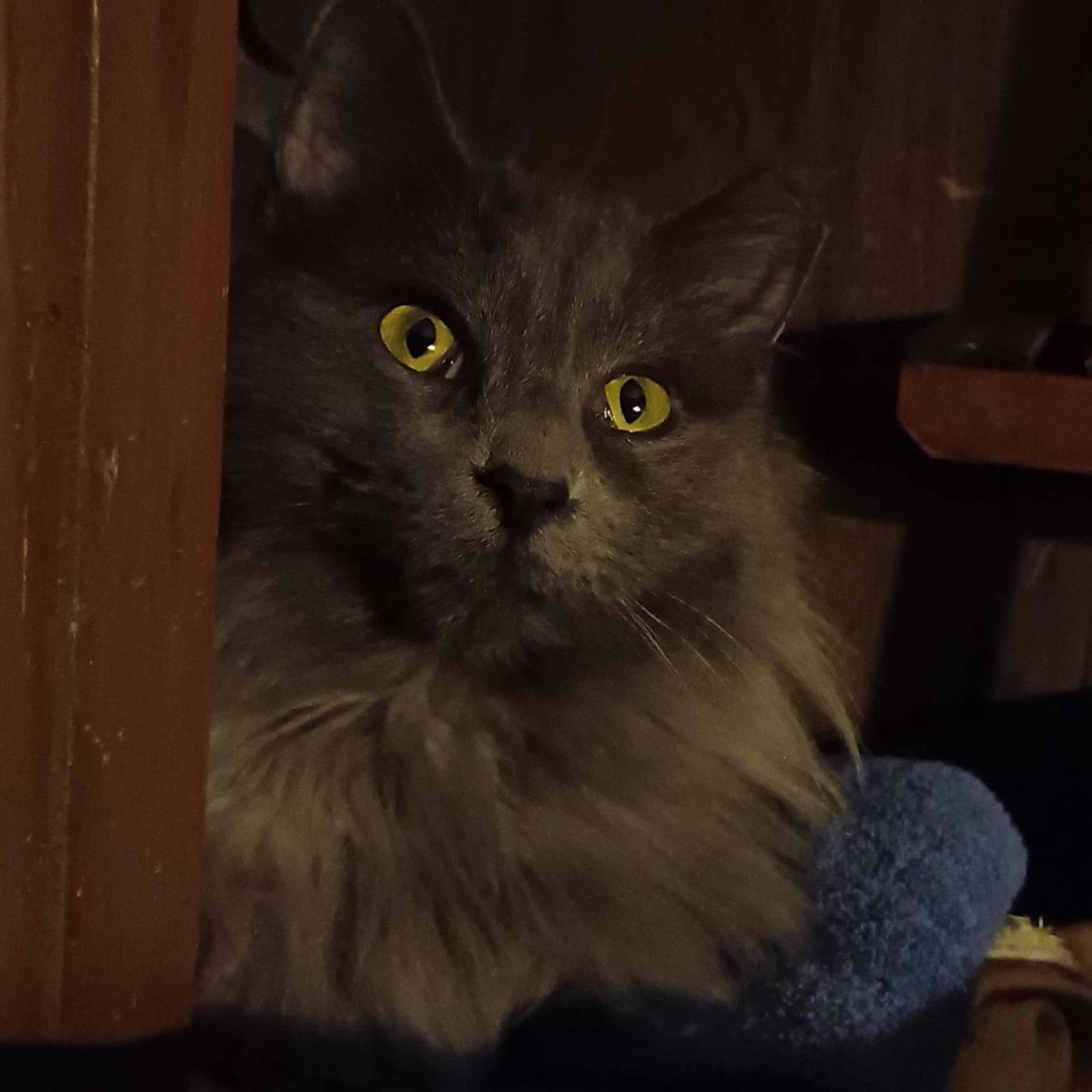 Zz Baby Grayson~ Courtesy, Adoptable, Young Female Nebelung & Domestic Long Hair.