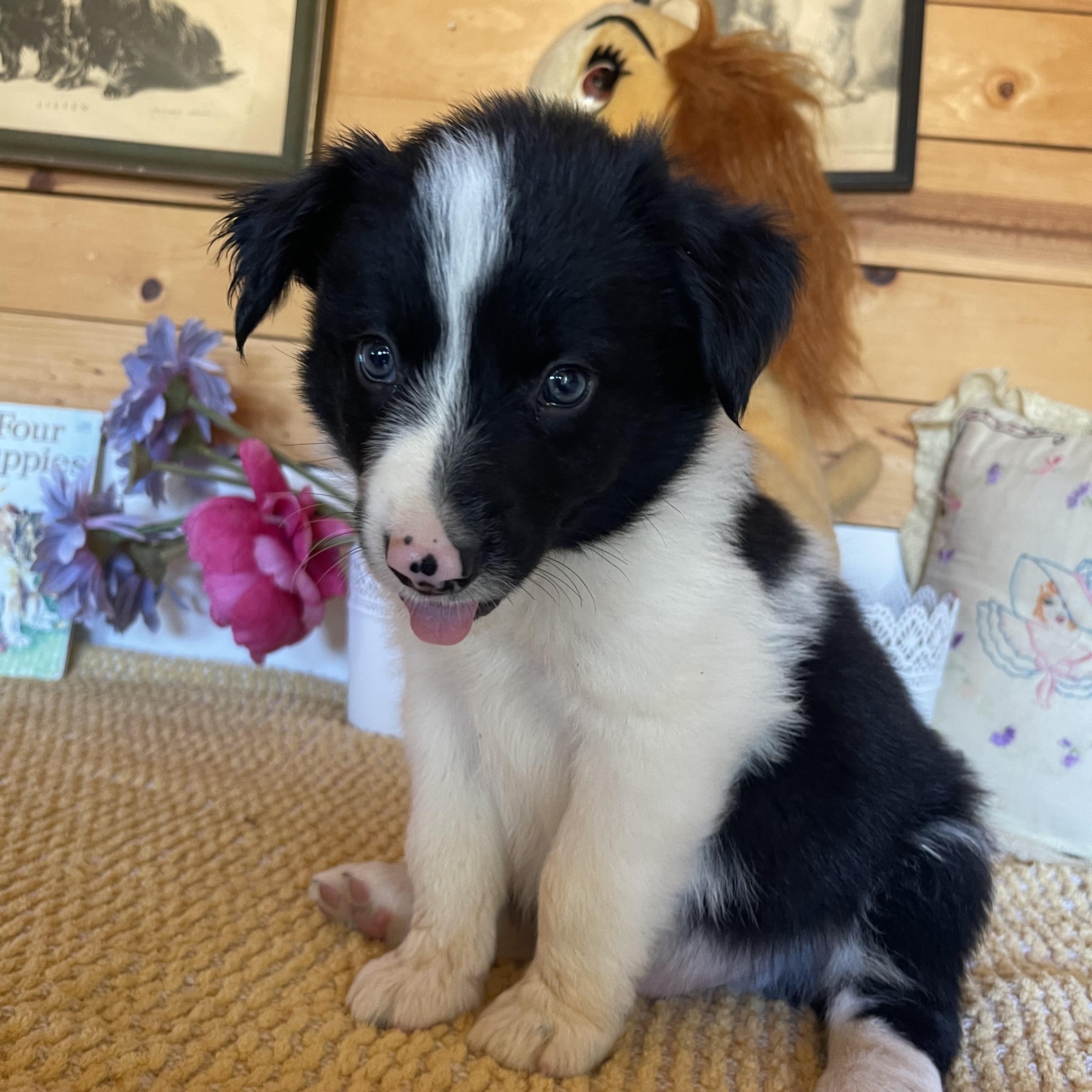 Chevy, a ADOPTABLE Border Collie in Vacaville, CA image 4/4