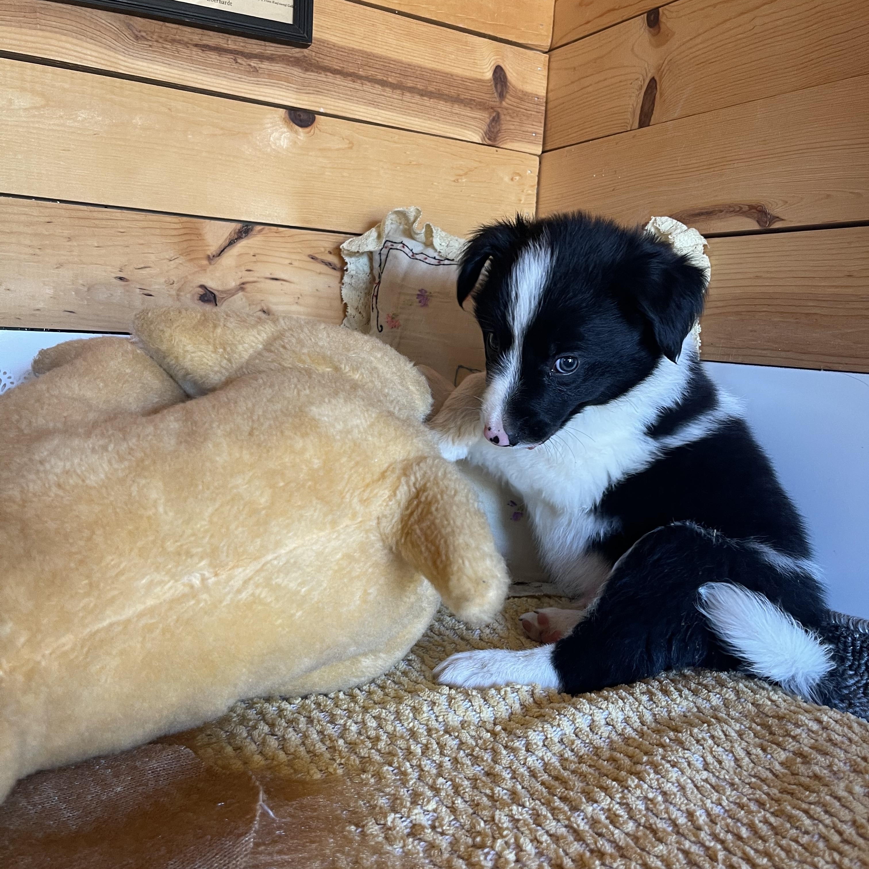 Chevy, a ADOPTABLE Border Collie in Vacaville, CA image 3/4