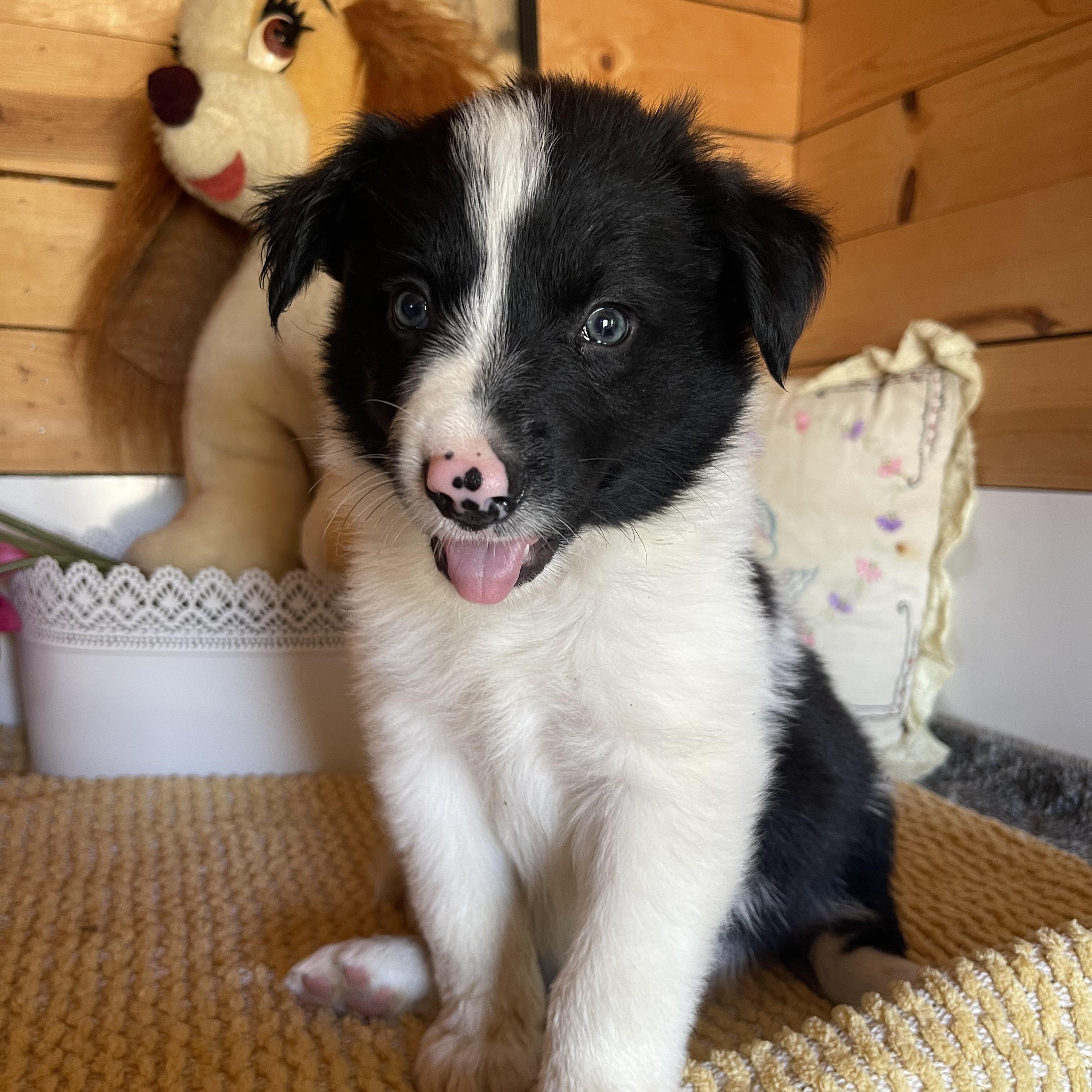 Chevy, a ADOPTABLE Border Collie in Vacaville, CA image 2/4